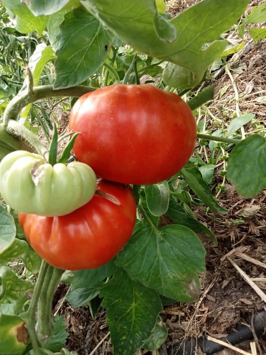 Tomate Portuguaise