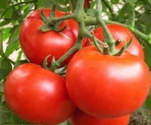 Tomate Précoce de Quimper