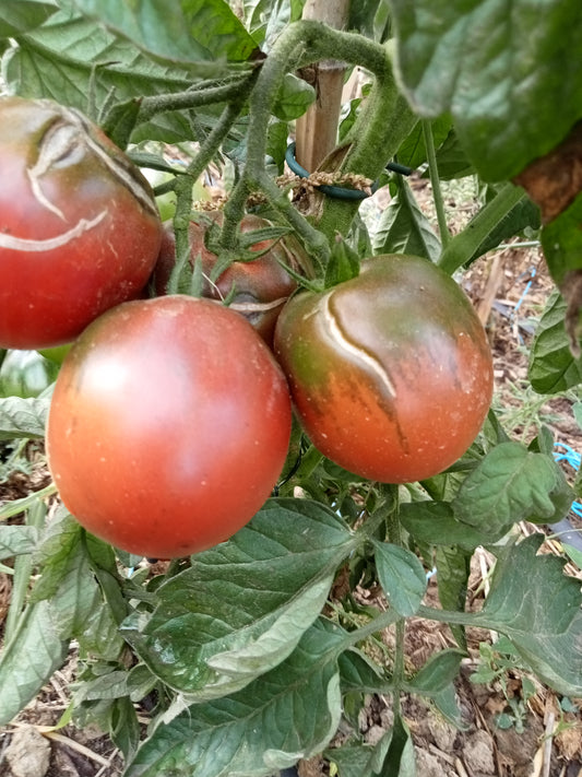 Tomate Prune noire