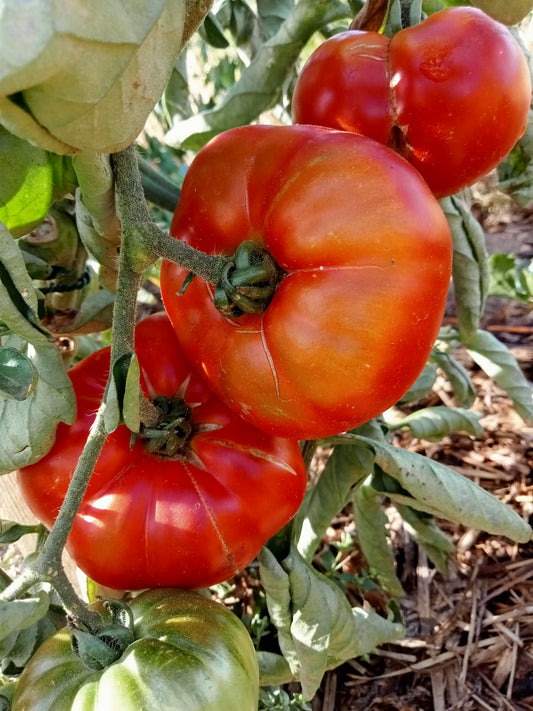 Tomate Reine des hâtives