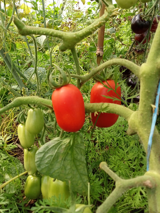 Tomate Roma