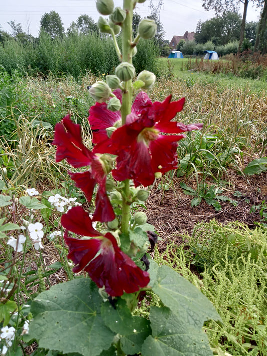 Rose trèmière variée