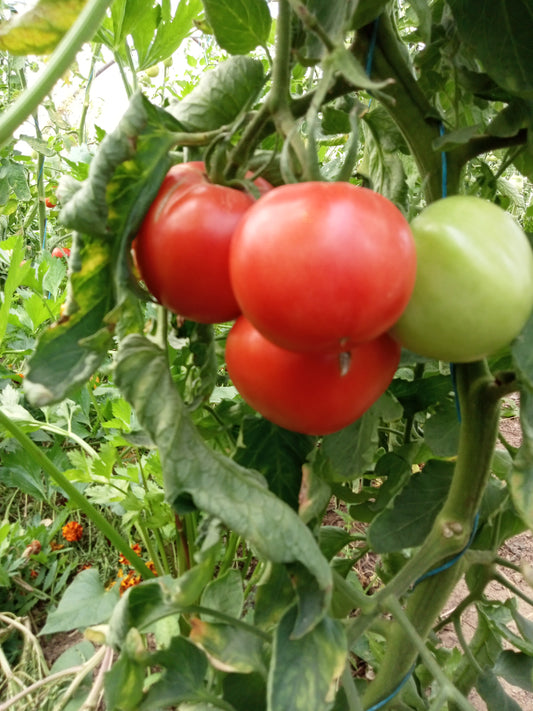 Tomate Rose de berne