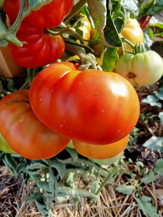 Tomate Rouge de Namur