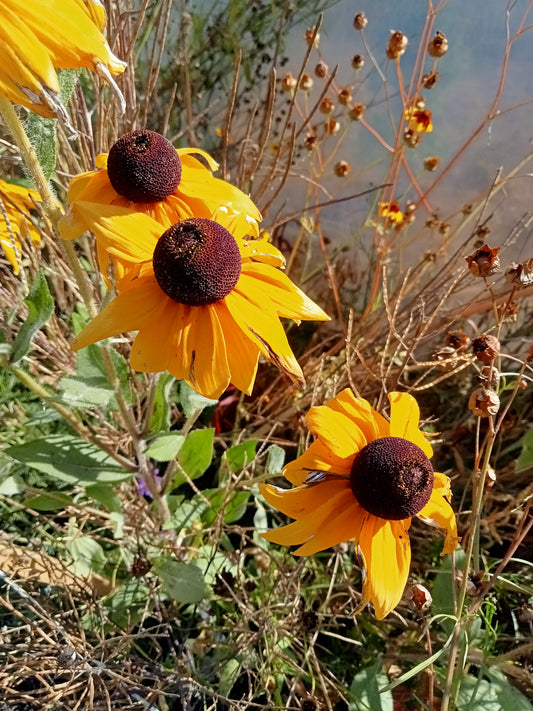 Rudbeckia Mélange