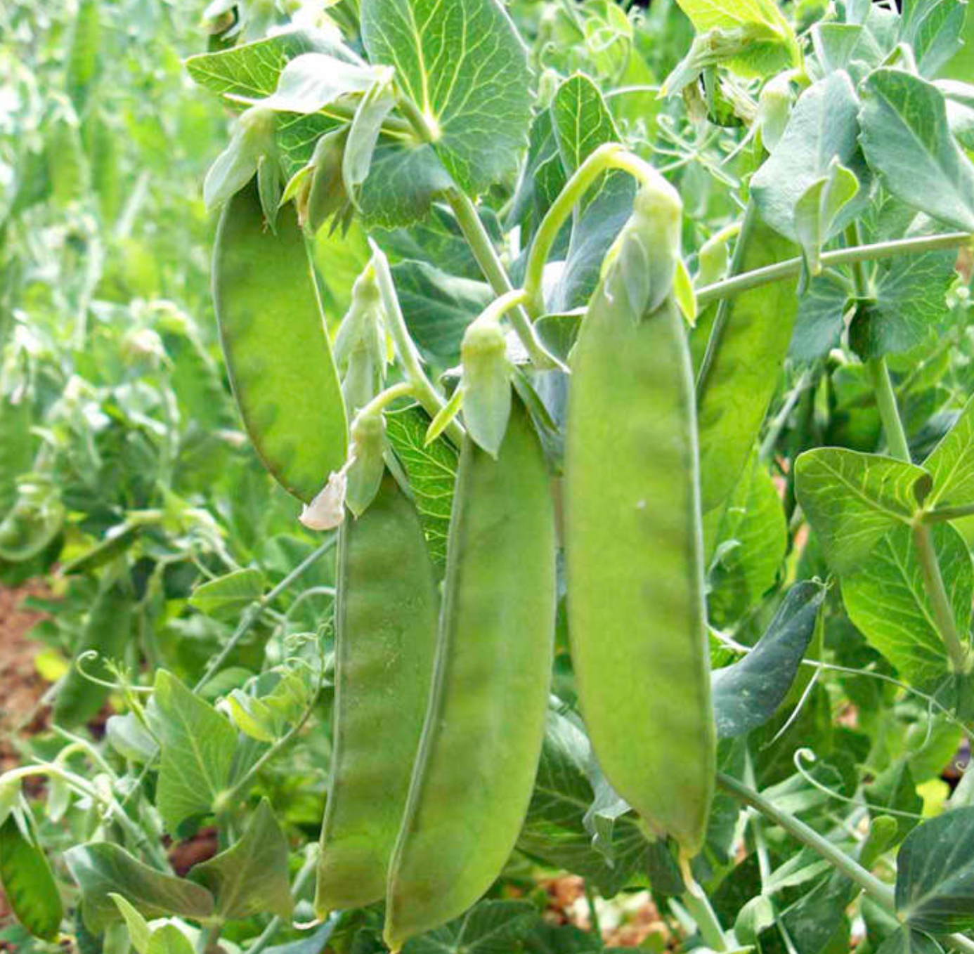 Pois à Rames Mangetout Sweet Horizon