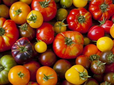 Tomate en mélange Gros calibres